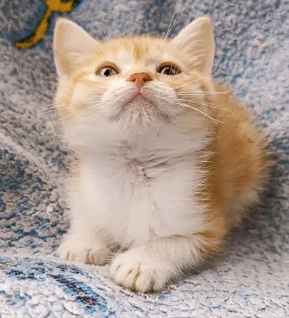 Шотландский мальчик Донецк