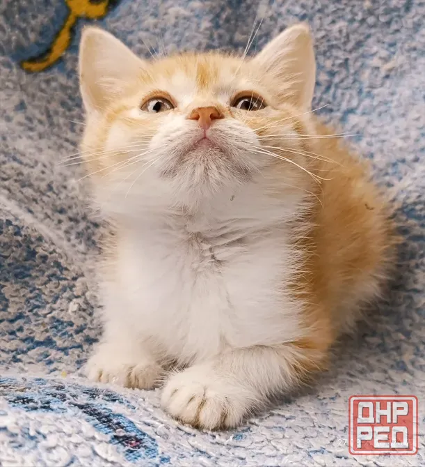 Шотландский мальчик Донецк - изображение 3