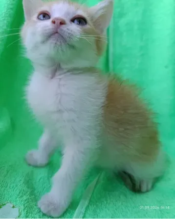 Шотландская кошечка Донецк