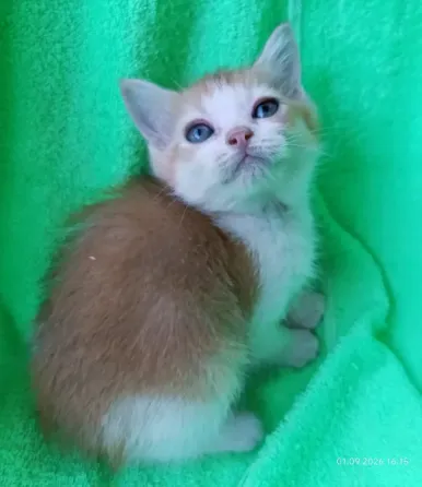 Шотландская кошечка Донецк