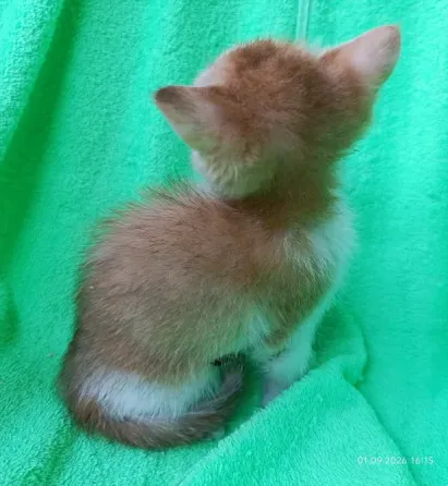 Шотландская кошечка Донецк