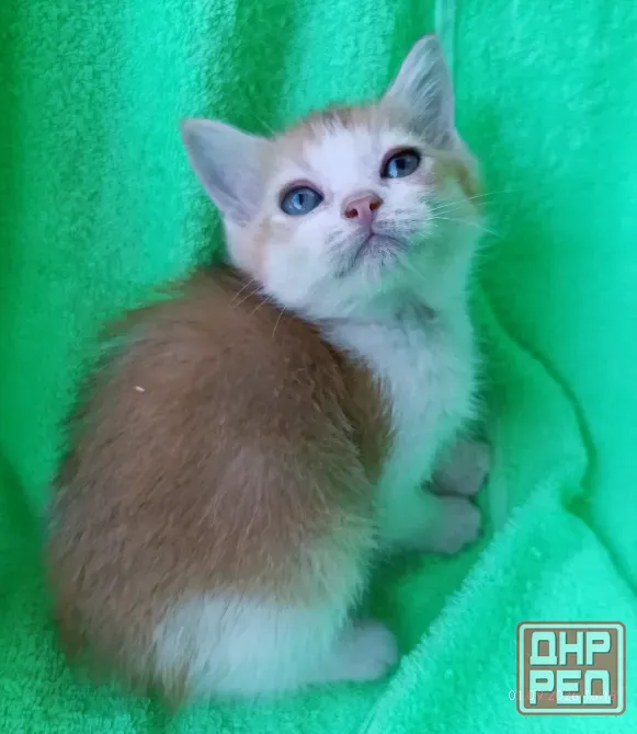 Шотландская кошечка Донецк - изображение 2