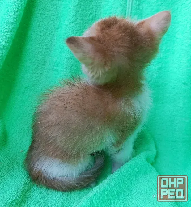 Шотландская кошечка Донецк - изображение 3