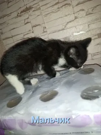 Котята Макеевка