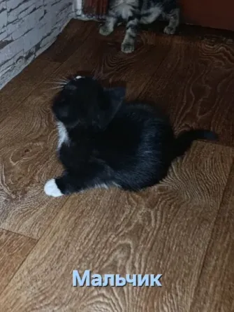 Котята Макеевка