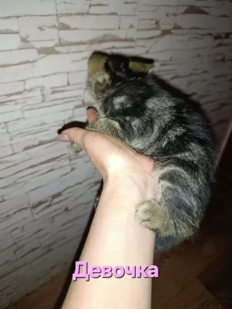 Котята Макеевка