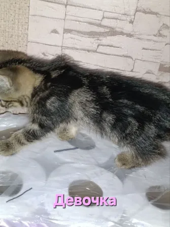 Котята Макеевка