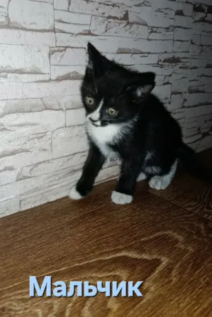 Котята Макеевка