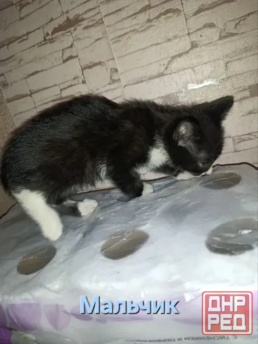 Котята Макеевка - изображение 2