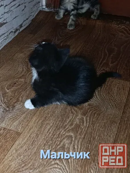 Котята Макеевка - изображение 3