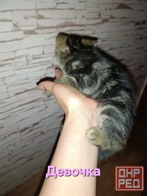 Котята Макеевка - изображение 5