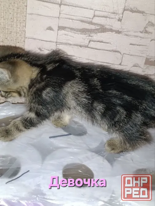 Котята Макеевка - изображение 6