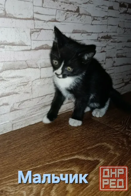 Котята Макеевка - изображение 1