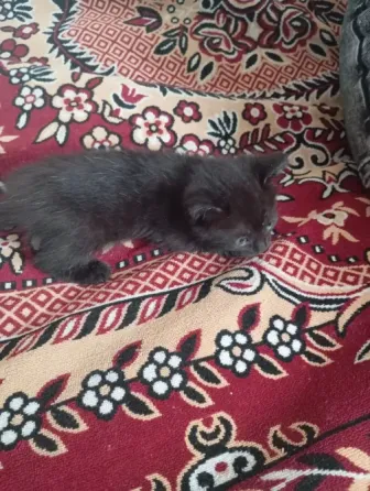 Кошечка ищет семью Макеевка