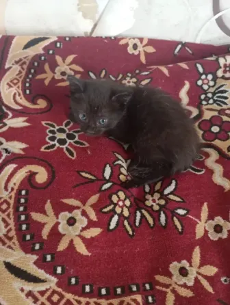 Кошечка ищет семью Макеевка
