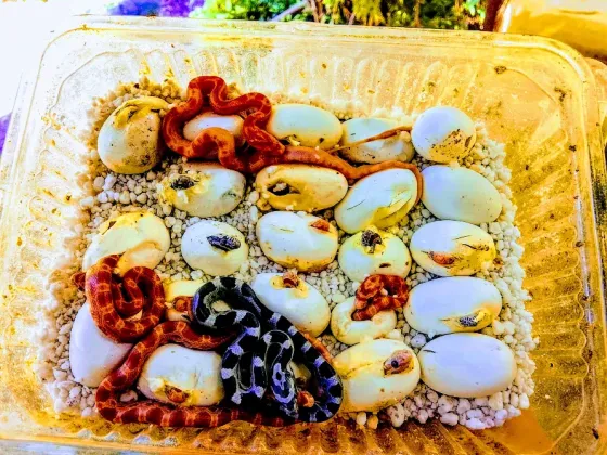 Маисовые полоза Донецк