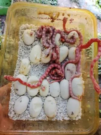 Маисовые полоза Донецк