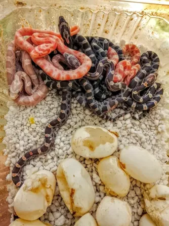 Маисовые полоза Донецк