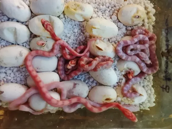 Маисовые полоза Донецк