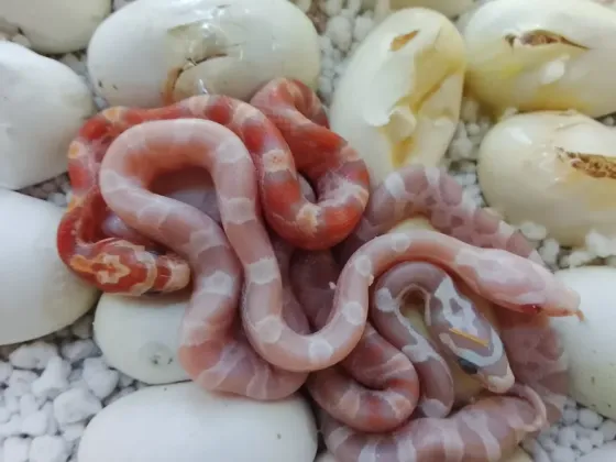 Маисовые полоза Донецк