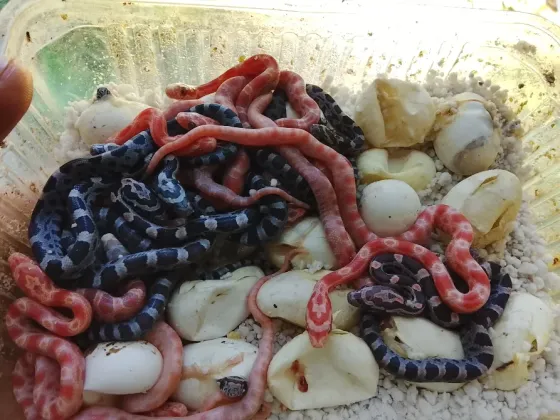 Маисовые полоза Донецк