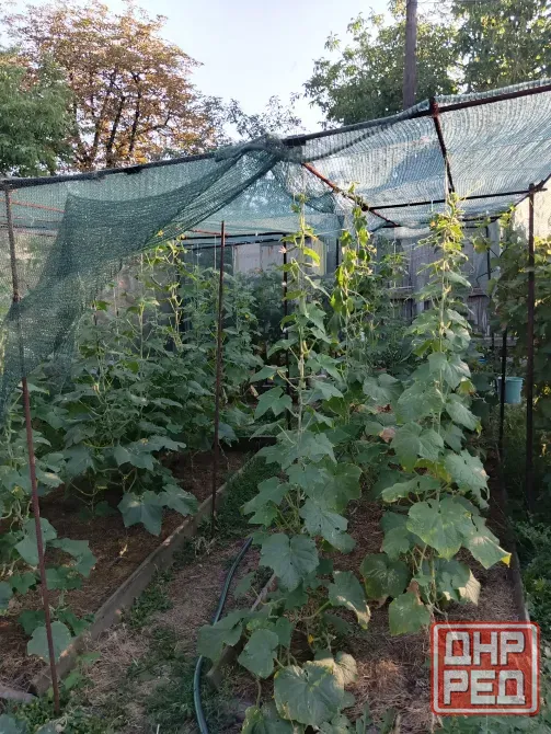 Продам приватизированный участок 8 соток с домом. Донецк - изображение 2