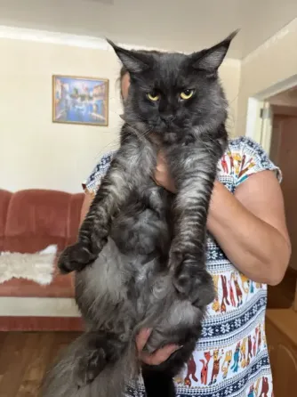 Продажа котят Донецк