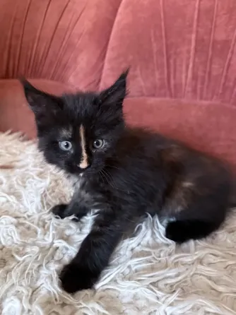 Продажа котят Донецк