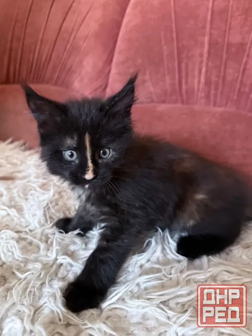 Продажа котят Донецк - изображение 3