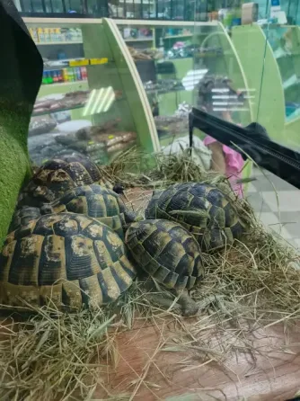 Сухопутные черепахи Донецк