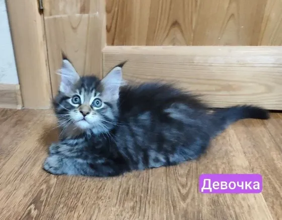 мейн кун Донецк