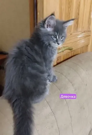 мейн кун Донецк