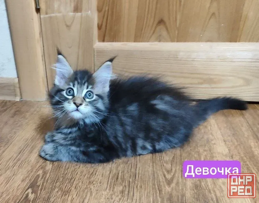 мейн кун Донецк - изображение 5