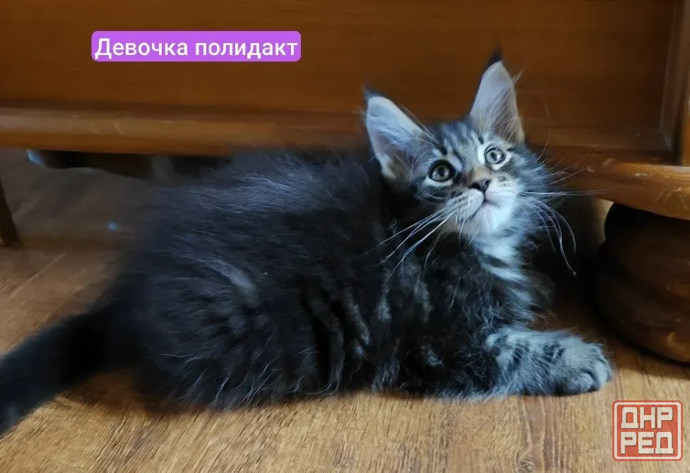 мейн кун Донецк - изображение 4