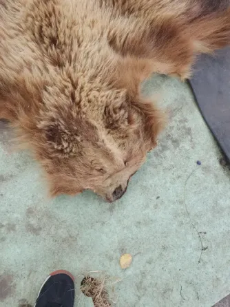 Шкура медведя Донецк