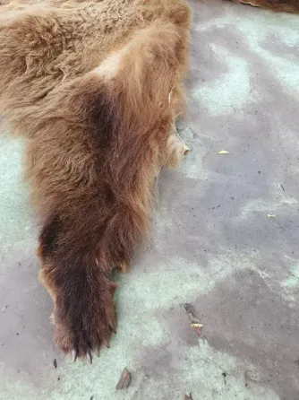 Шкура медведя Донецк