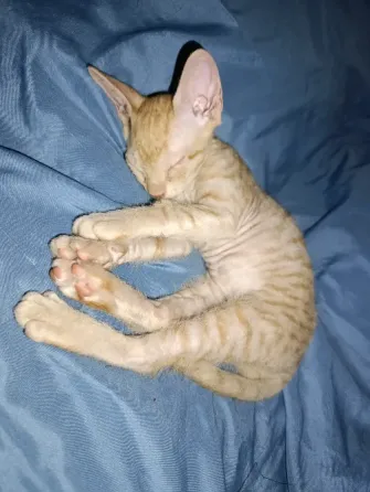 Котята сфинксы ищят семью Донецк