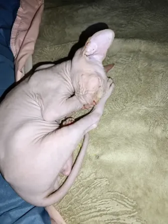 Котята сфинксы ищят семью Донецк