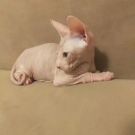 Котята сфинксы Донецк