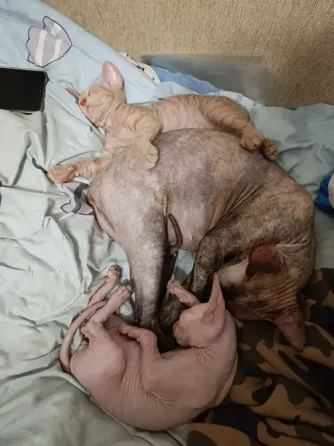 Котята сфинксы Донецк