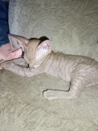 Котята сфинксы ищят семью Донецк