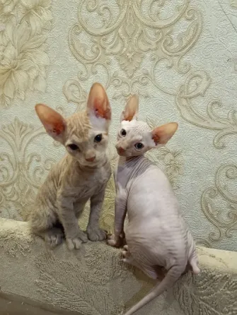 Котята сфинксы Донецк