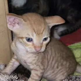 Котята сфинксы Донецк