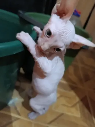 Котята сфинксы Донецк