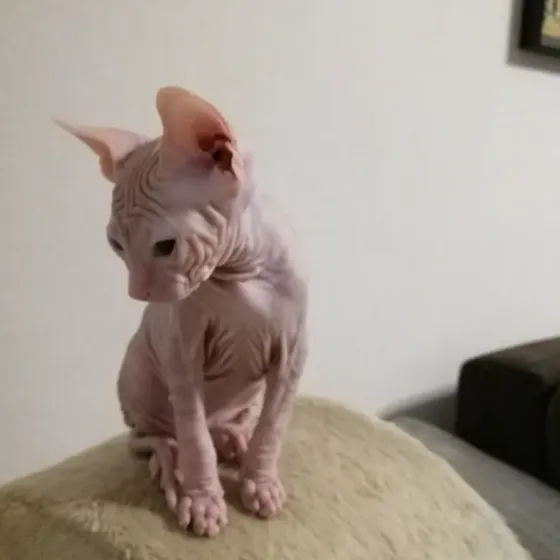 Котята сфинксы ищят семью Донецк