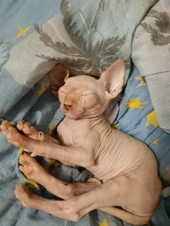 Котята сфинксы Донецк