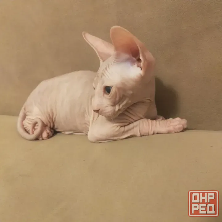 Котята сфинксы Донецк - изображение 6