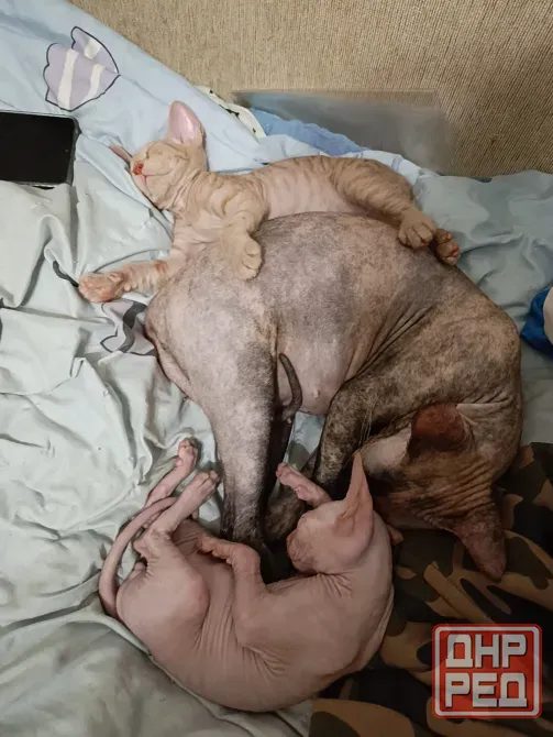 Котята сфинксы Донецк - изображение 4