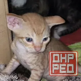 Котята сфинксы Донецк - изображение 5