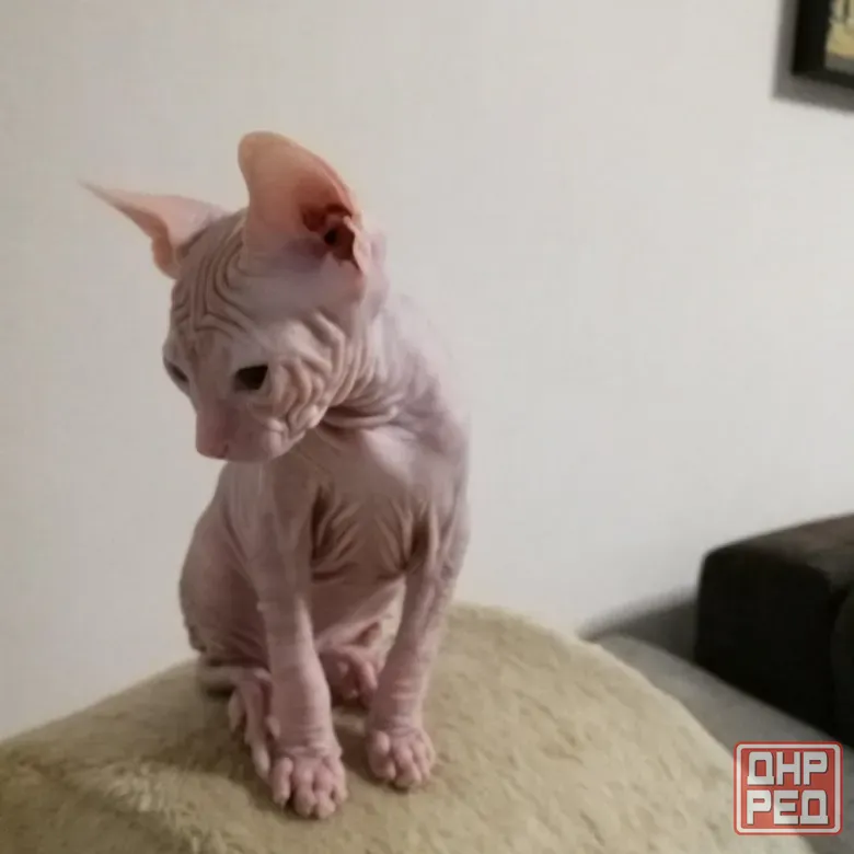 Котята сфинксы Донецк - изображение 7